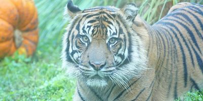 poster de la série Grace, le bébé gorille