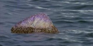 poster de la série Le Célibataire du mois