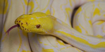 poster de la série Un éléphant souffrant