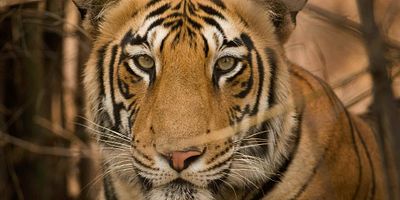 poster de la série Les tigres