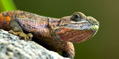 poster de la série La Savane