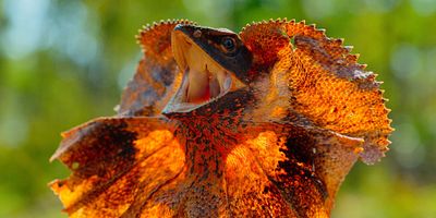 poster de la série L'Outback