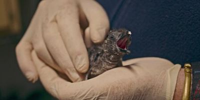 poster de la série L'objet trouvé