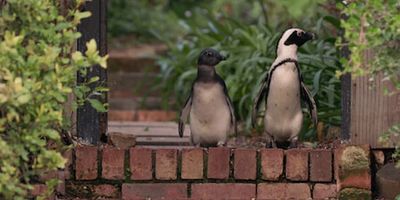 poster de la série Au seuil du nid