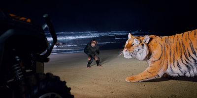 poster de la série Panthera tigris