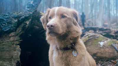 image de la news Bande-annonce : "L'une des expériences les plus uniques de l'année"... Un thriller horrifique original va raconter l'histoire du point de vue d'un chien