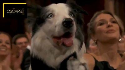 La star des Oscars est un chien : Messi d'Anatomie d'une chute est le chouchou des internautes