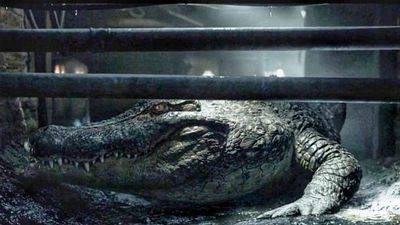 image de la news Déconseillé aux moins de 16 ans, ce film d’Alexandre Aja est l’un des préférés de Tarantino en 2019