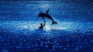 image de la news Le dauphin vedette du "Grand Bleu" s'est éteint