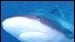 image de la news Le retour des requins tueurs