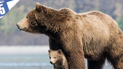 image de la news Le Top 5 des ours au cinéma [VIDEO]