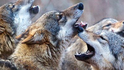 image de la news Bande-annonce Les Saisons : l'histoire de notre planète racontée par Jacques Perrin et Jacques Cluzaud