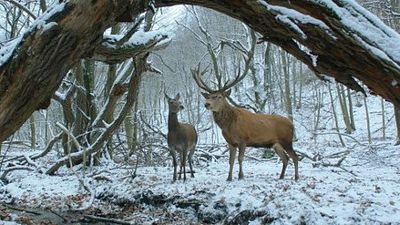 image de la news Berlin 2017 : l'Ours d'or au film hongrois On Body and Soul, Félicité Grand Prix du Jury