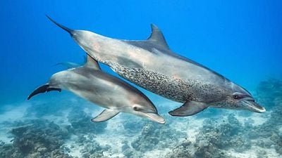 image de la news Jean-François Camilleri (Blue) : "on doit utiliser le cinéma et la force de Disney pour faire passer des messages"