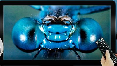 image de la news Dimanche soir à la télé : on mate "La Fleur du Mal" et "Microcosmos"