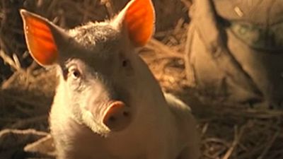 image de la news Ce soir à la télé : on mate "Babe, le cochon devenu berger", on zappe "Chok-Dee"