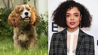 image de la news La Belle et le Clochard : premières photos des (vrais) chiens du remake live