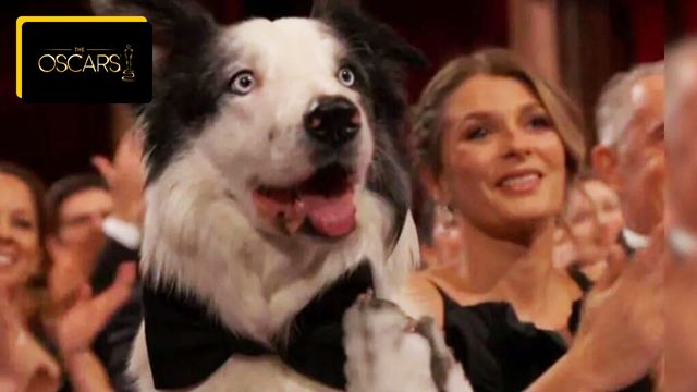 Le chien de Anatomie d'une chute a t-il vraiment applaudi des pattes aux Oscars ? Cette image a fait le tour des réseaux !
