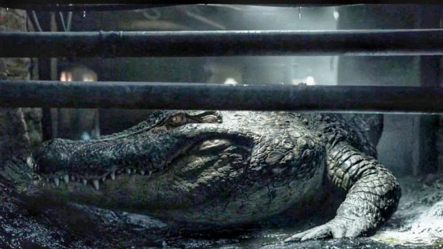 image de la news Déconseillé aux moins de 16 ans, ce film d’Alexandre Aja est l’un des préférés de Tarantino en 2019