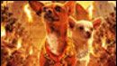 image de la news Fans de chihuahuas ?