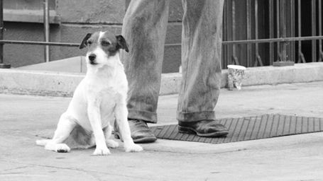 Uggie, le chien de "The Artist", laisse ses empreintes à Hollywood
