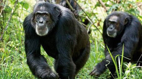 La bande-annonce de "Chimpanzés" : soutenez l'opération ! [VIDEO]