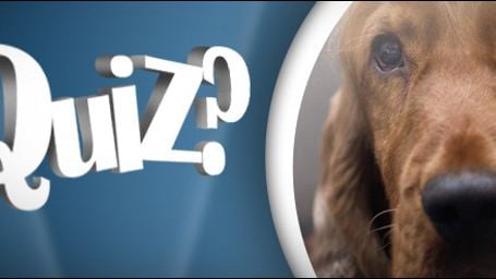 Quiz Ciné - les chiens sur grand écran !