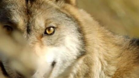 Teaser trailer Le Dernier loup : Jean-Jacques Annaud dans les steppes de Mongolie