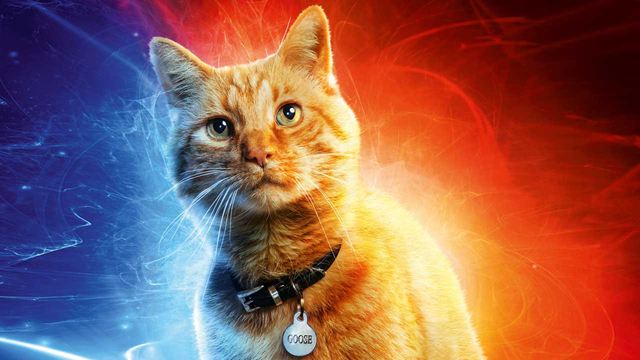 Captain Marvel : Goose s'ajoute à la liste de nos chats de cinéma préférés