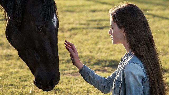 image de la news Black Beauty sur Disney+ : un drame pour toute la famille avec la voix de Kate Winslet