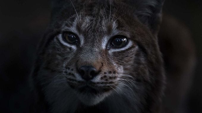 Photo du film Le Chant des forêts