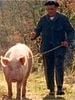 poster de Le Cochon de Gaston