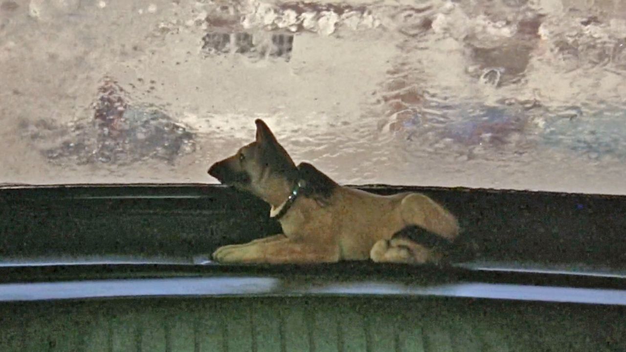 Tarantino recommends: This action chase masterpiece