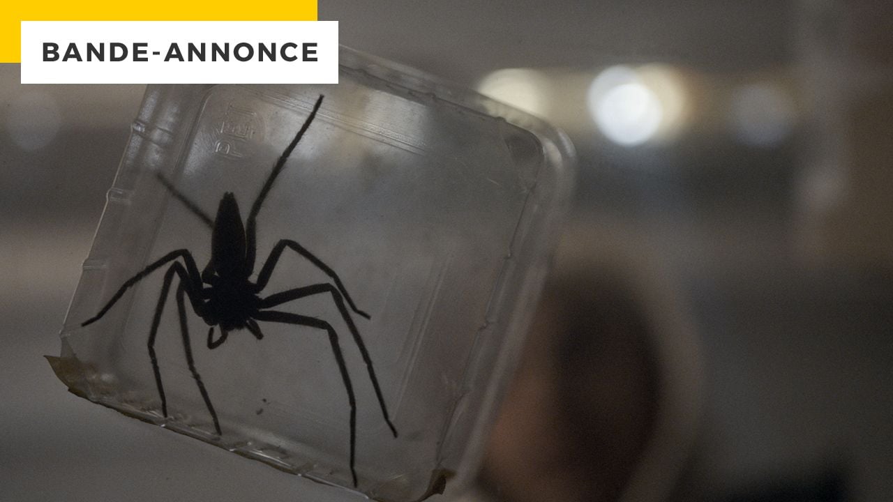 Pest: If you’re afraid of spiders, don’t watch this trailer…