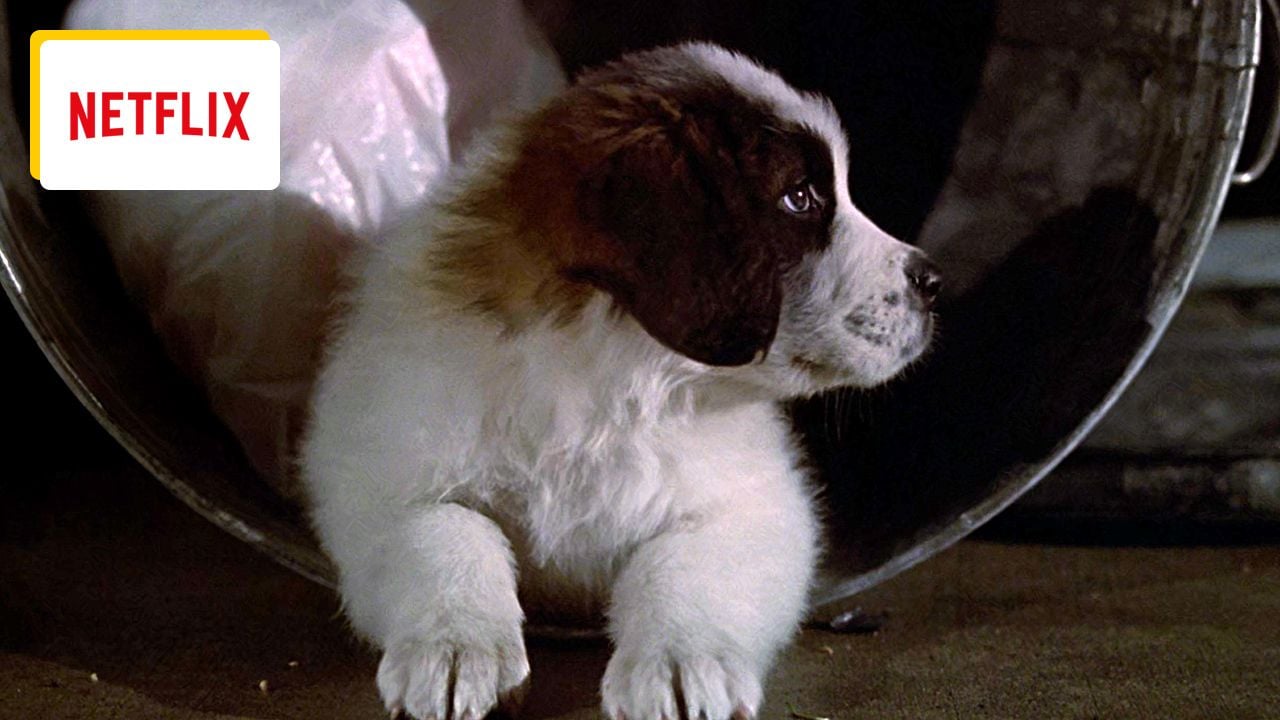 He’s leaving Netflix soon: Everyone wanted to adopt this dog after seeing this 90s movie He’s leaving Netflix soon: Everyone wanted to adopt this dog after seeing this 90s movie