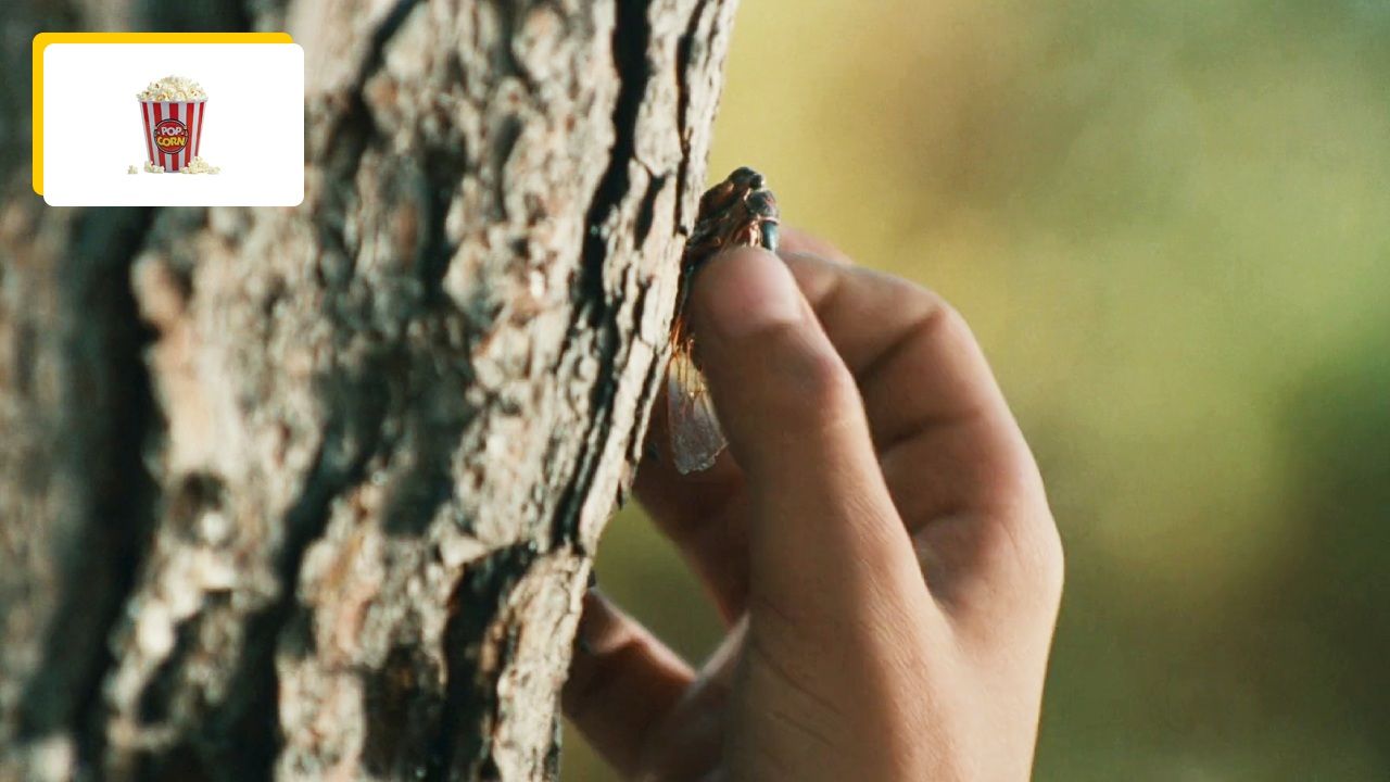 Spanish rhythm with real cicadas: this is one of the most beautiful music in French cinema