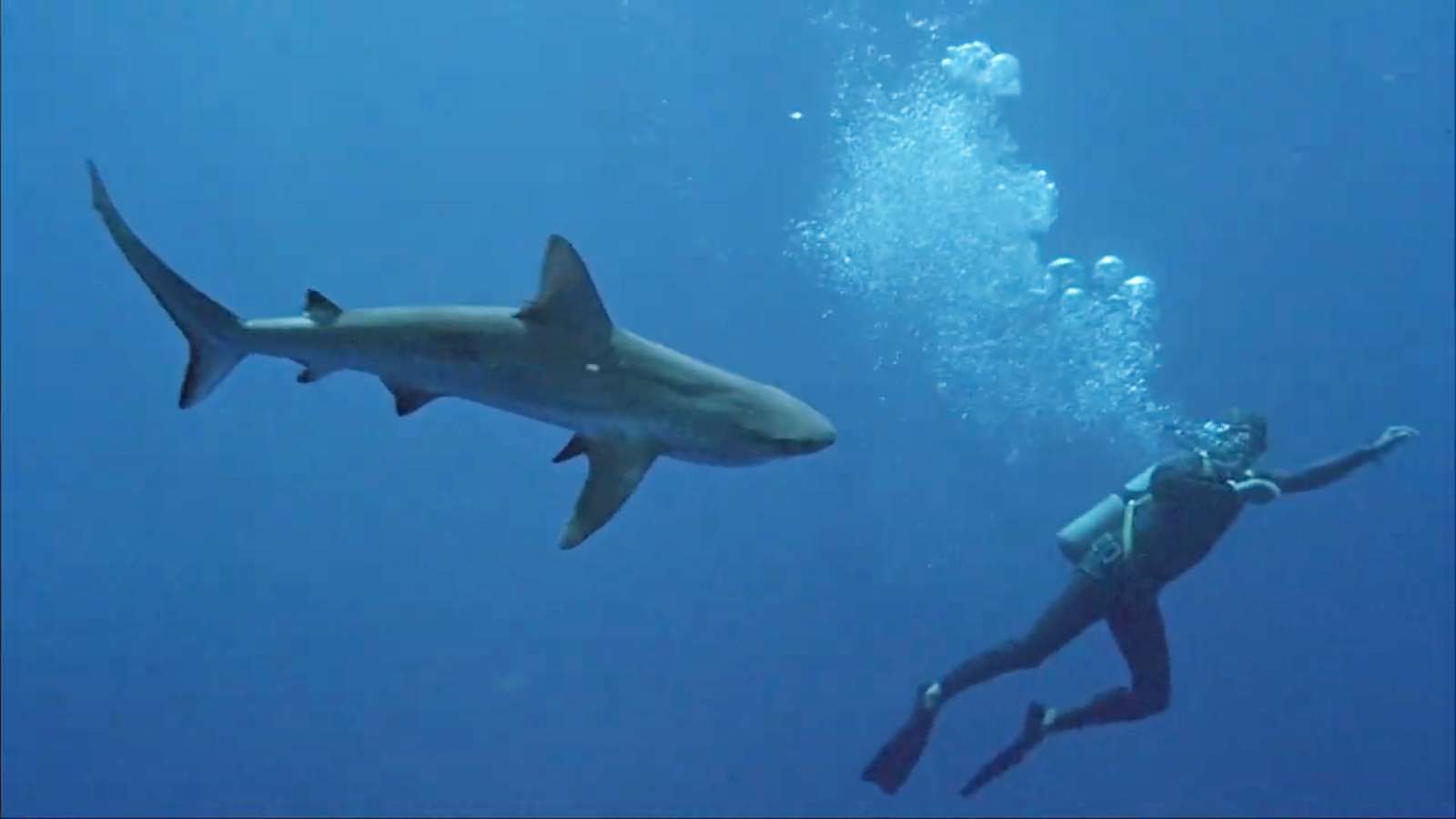 Shark Attack... ou pas ?