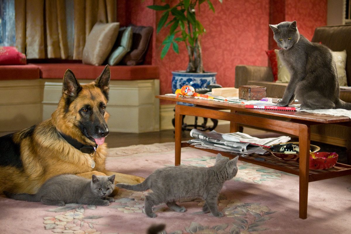 Photo du film Comme chiens et chats - La Revanche de Kitty Galore
