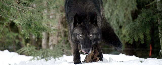 Le Territoire Des Loups Histoire Vraie Le Territoire des Loups sur C8 : 5 choses à savoir sur le film avec