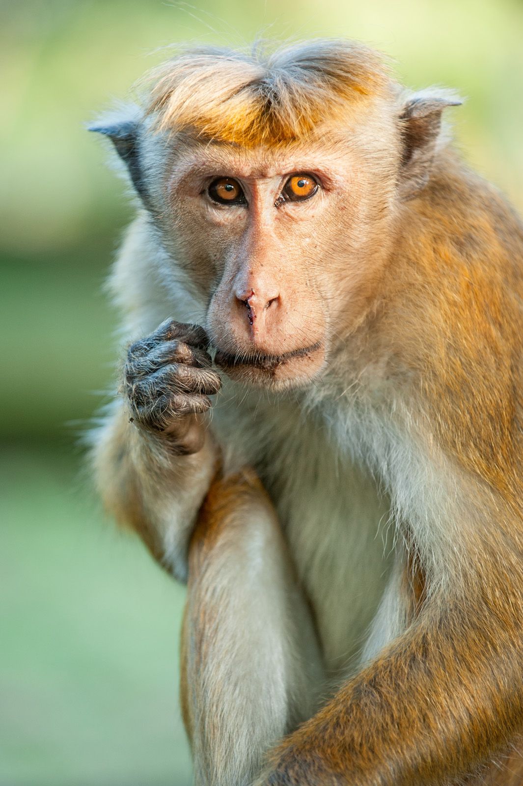 AU PAYS DES grands singes roux | Très bon état EUR 8,00 - FR