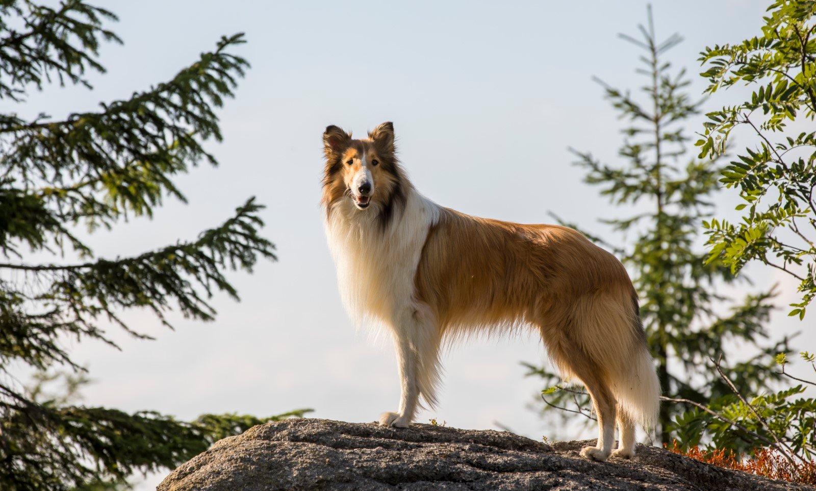 Photo Du Film Lassie La Route De Laventure Photo 7 Sur 13 Allociné 