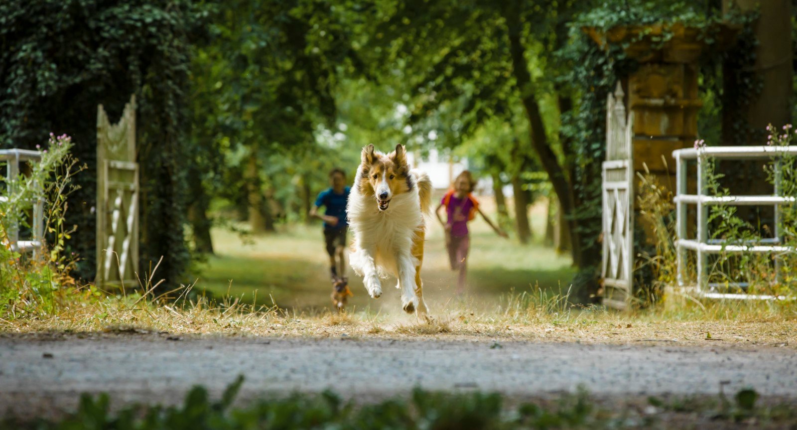 Photo Du Film Lassie La Route De Laventure Photo 2 Sur 13 Allociné