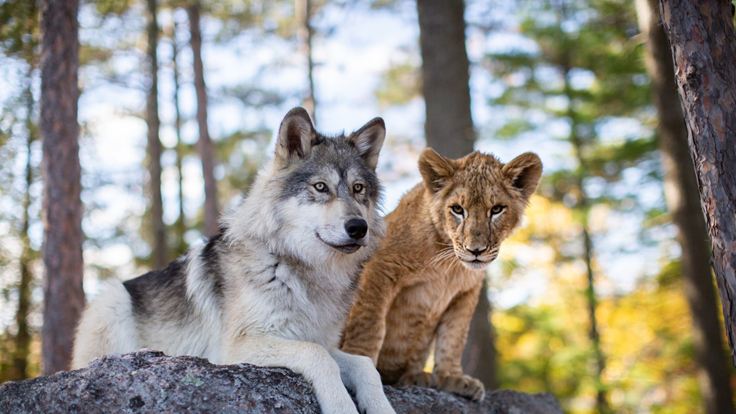 Le Loup et le lion