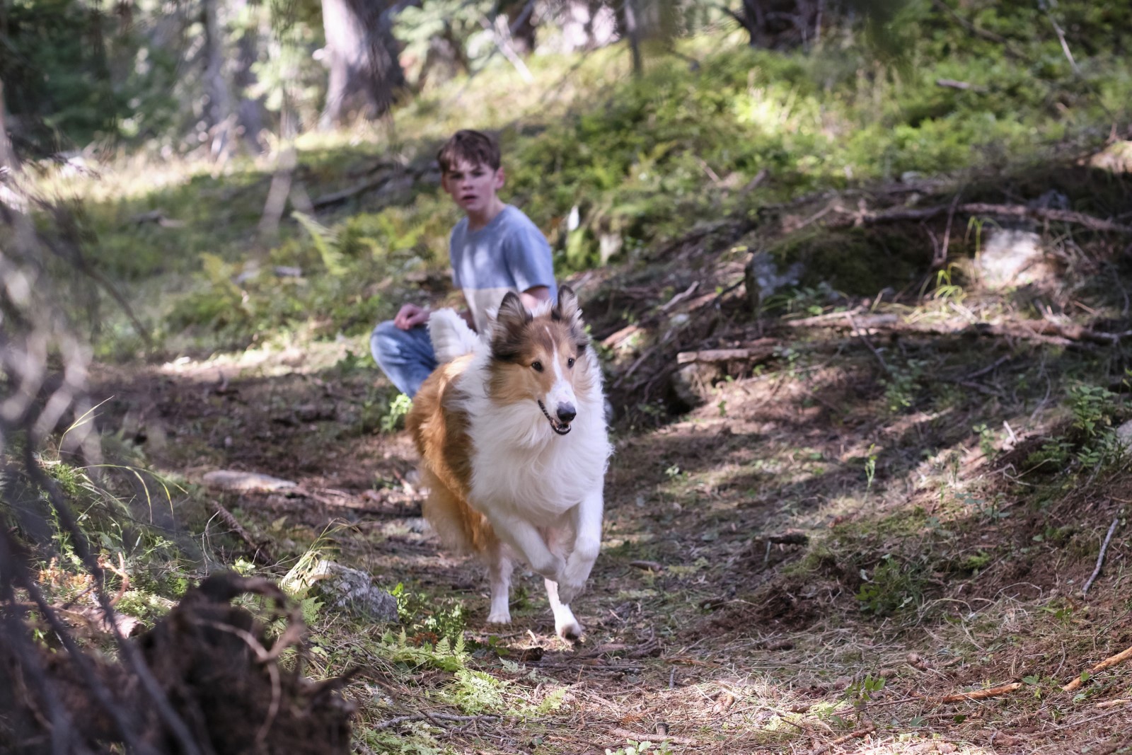 Photo Du Film Lassie Ein Neues Abenteuer Photo 2 Sur 48 Allociné