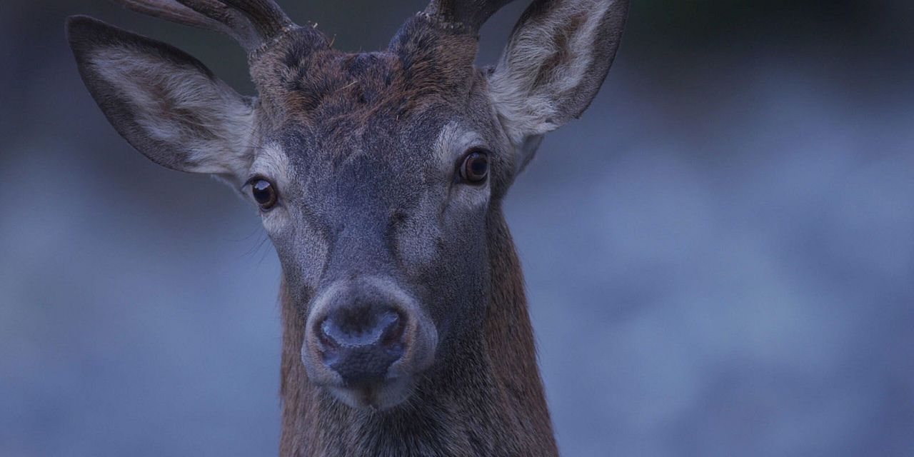 Le Temps des animaux : Photo