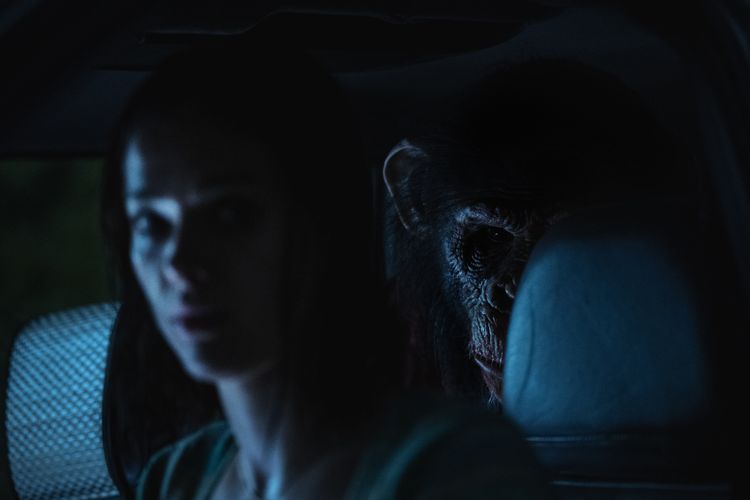 Primate : Photo