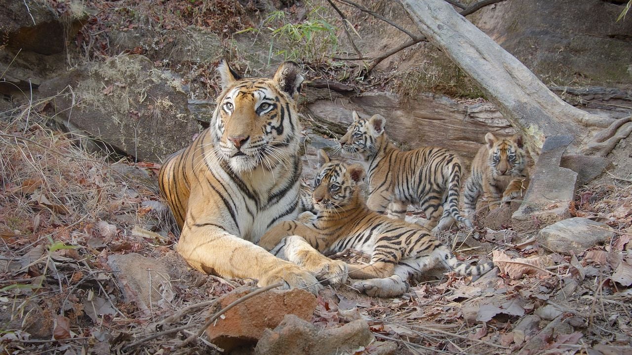 Tigres : Photo