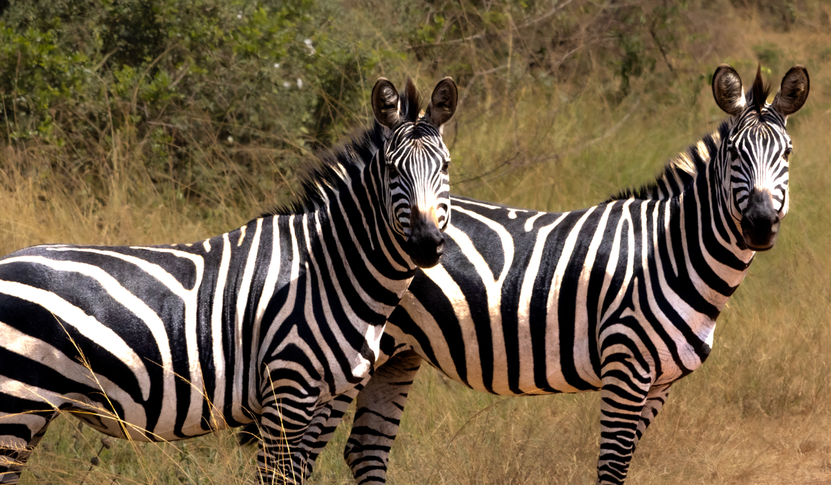 Escape from Extinction Rewilding : Photo