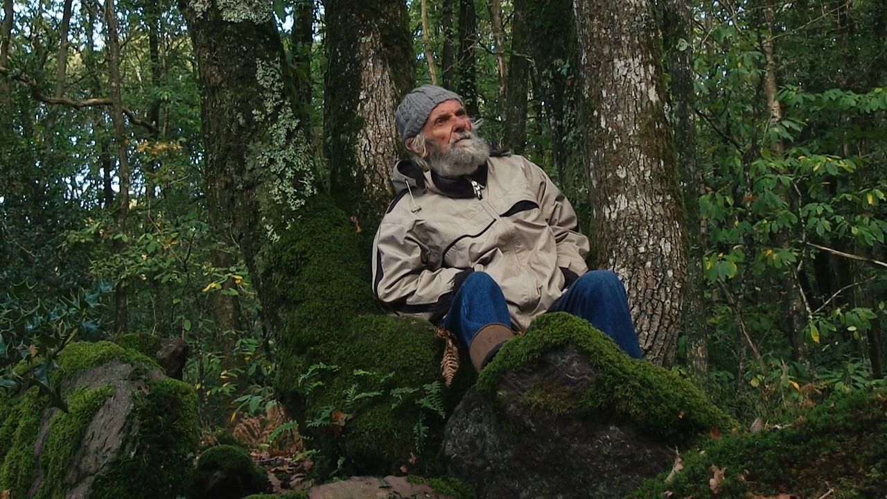 Forêt éternelle : Photo