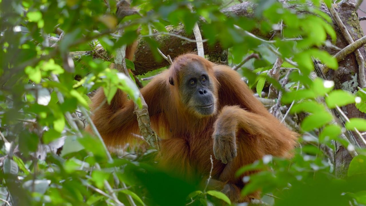 La Vie Secrète des Orangs-Outans : Photo